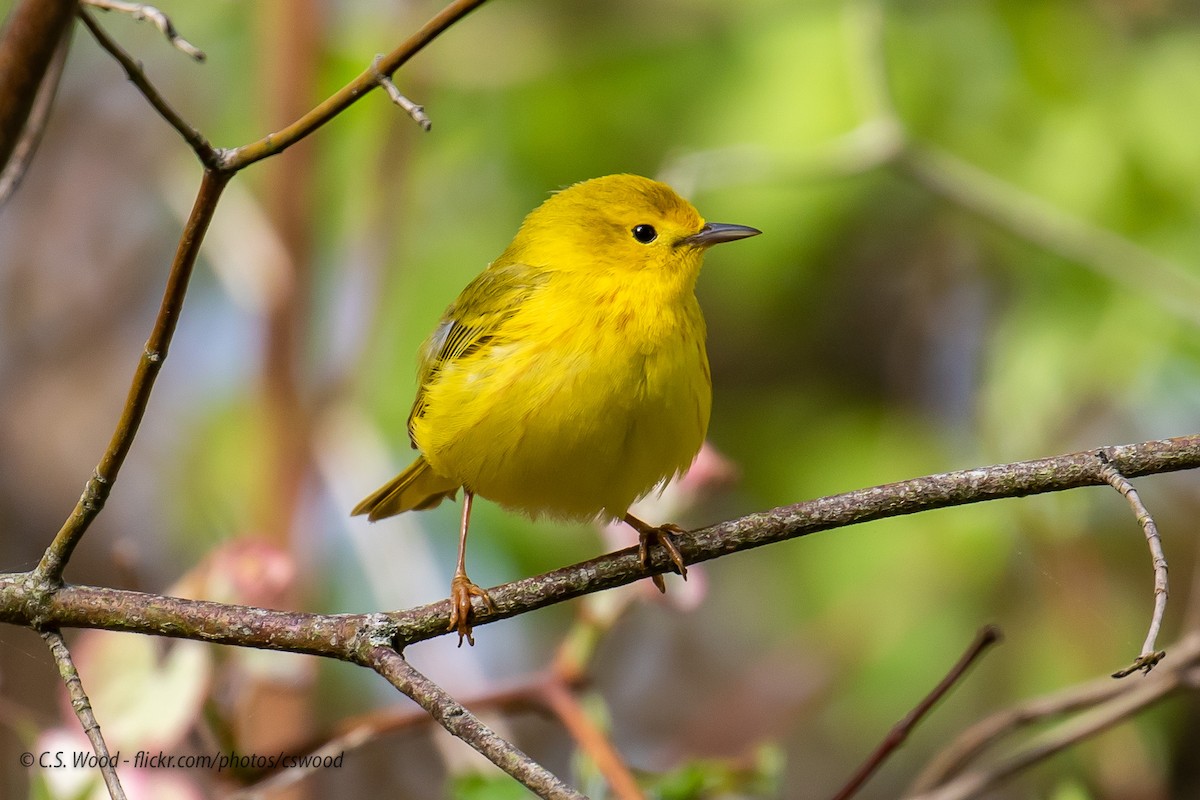 Yellow Warbler - Chris S. Wood