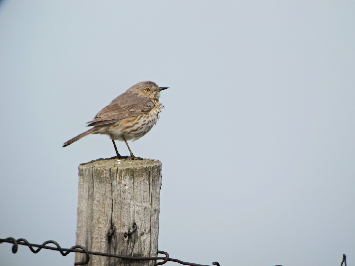 Sage Thrasher - ML238216681