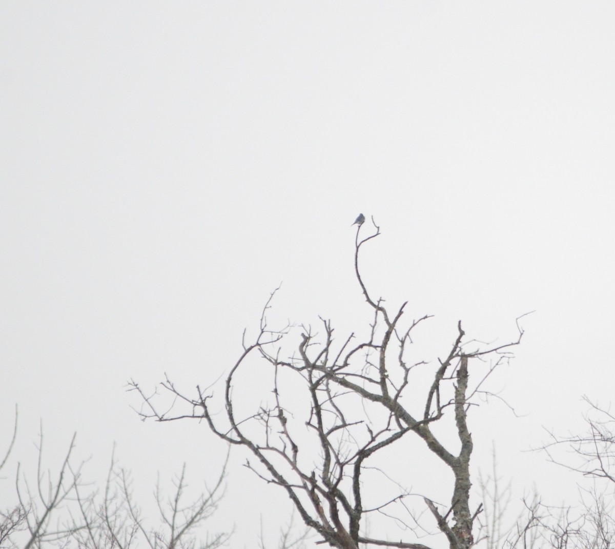 Mountain Bluebird - ML238217001