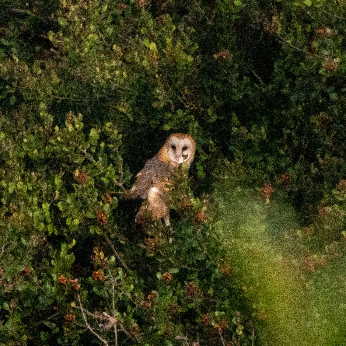 Barn Owl - ML238217371