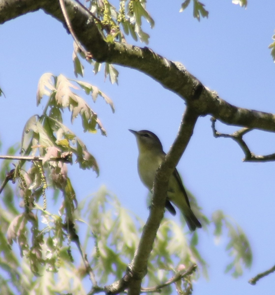 Philadelphia Vireo - ML238218001