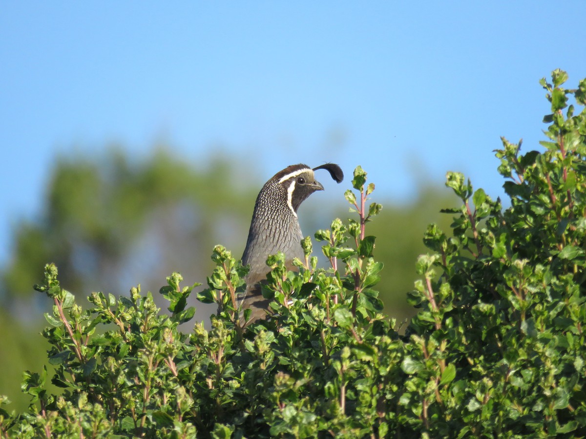California Quail - ML238218281