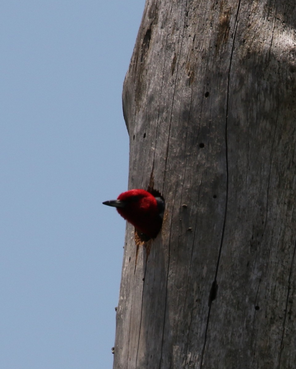 Red-headed Woodpecker - ML238218331