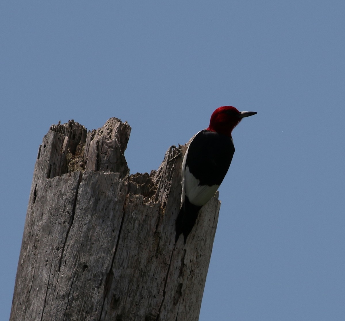 Red-headed Woodpecker - ML238218361