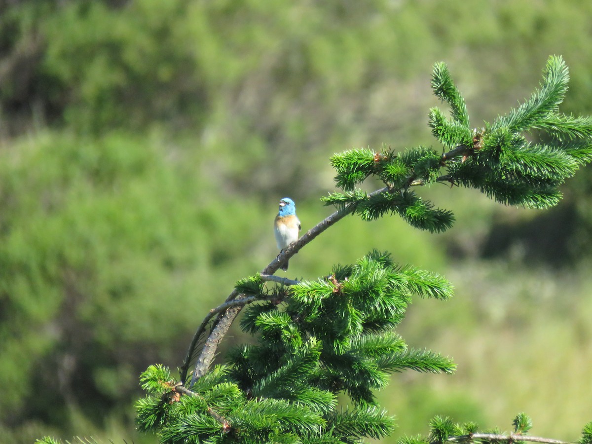 Lazuli Bunting - ML238218701
