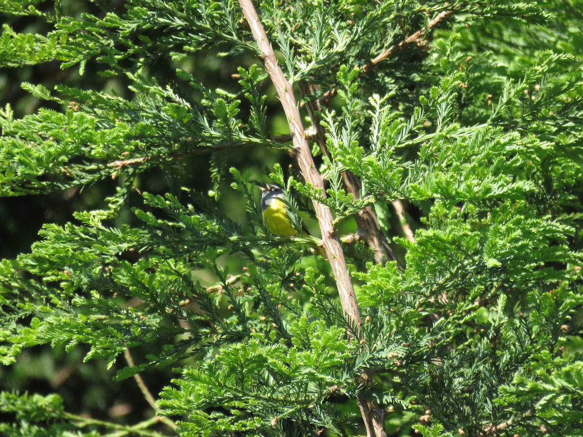 MacGillivray's Warbler - ML238218721