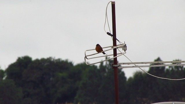 Cliff Flycatcher - ML238221291