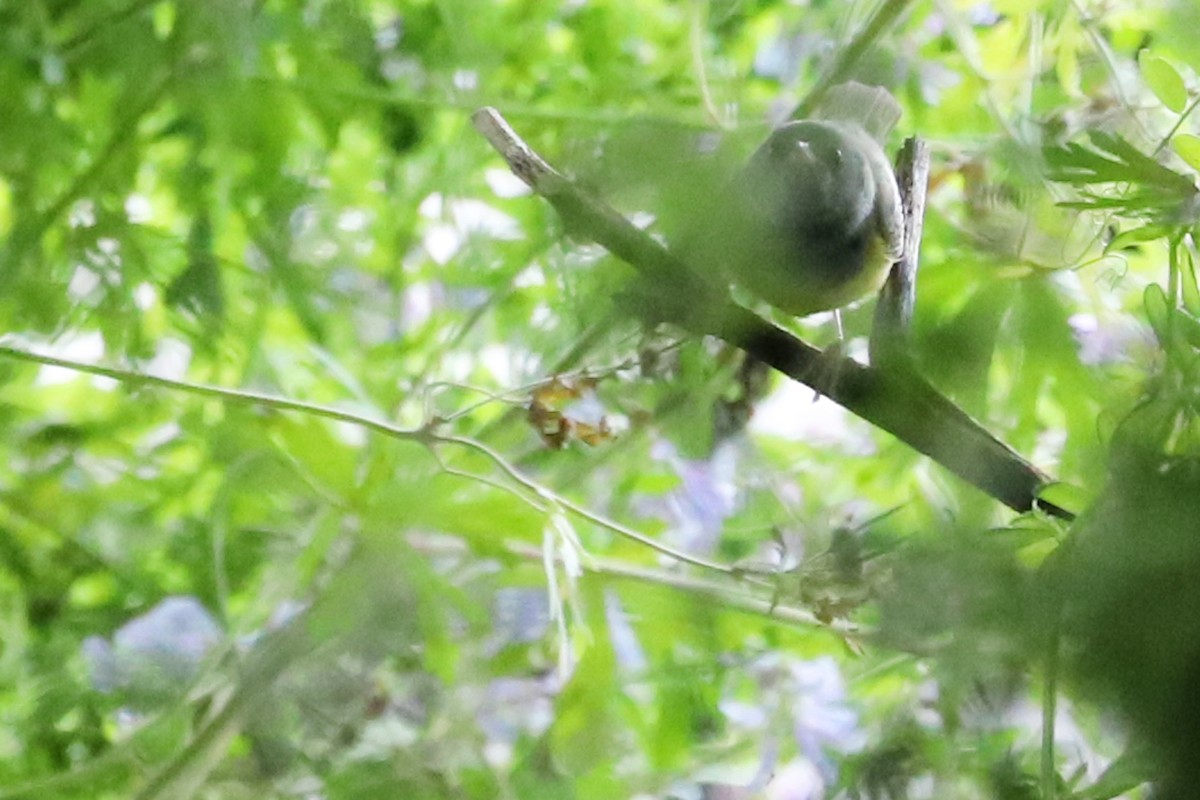 Mourning Warbler - Rob Bielawski