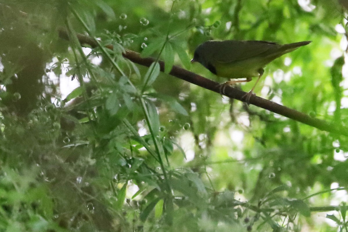 Mourning Warbler - Rob Bielawski