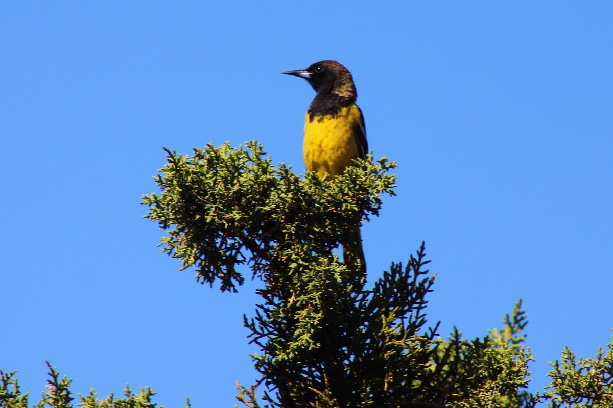 Oriole jaune-verdâtre - ML238222681