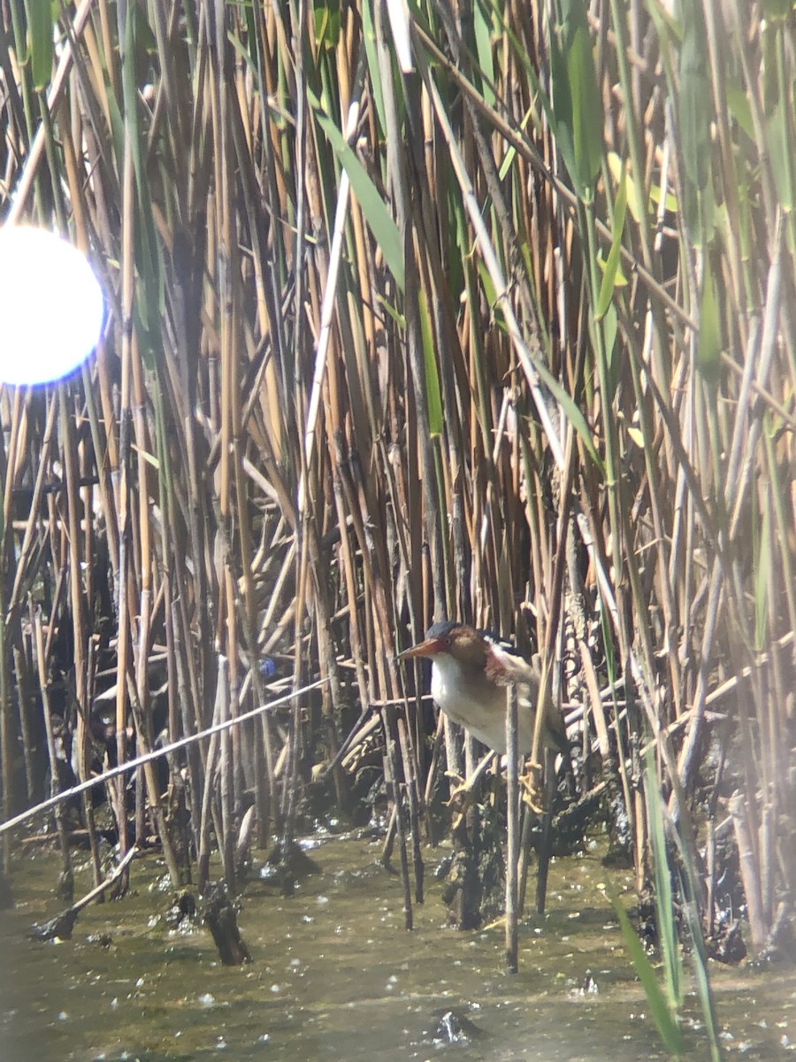 Least Bittern - Brendan Murtha