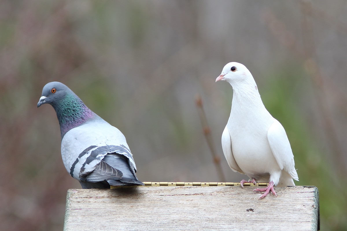 Rock Pigeon (Feral Pigeon) - Frank Pinilla