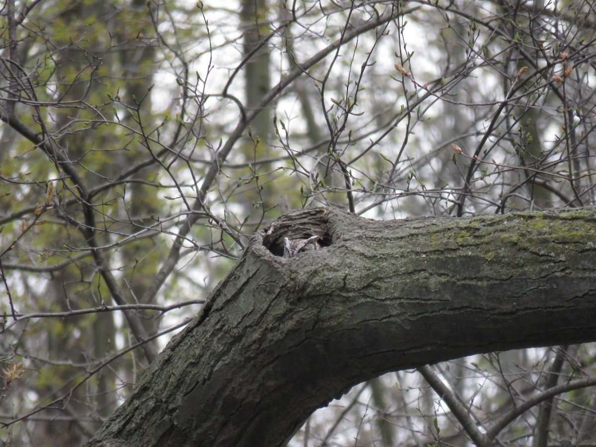 Eastern Screech-Owl - ML238225031