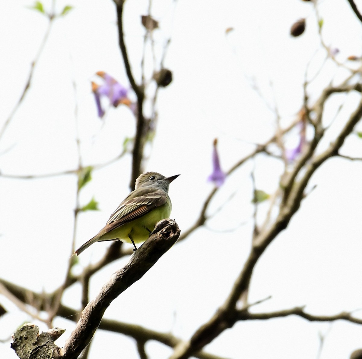 Great Crested Flycatcher - Eric Titcomb