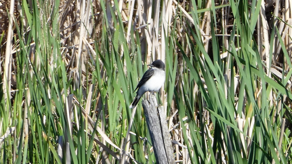 Eastern Kingbird - ML238226971