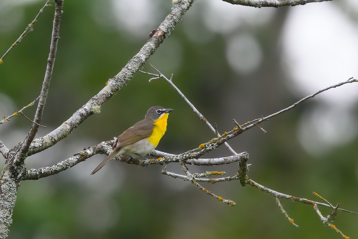 Yellow-breasted Chat - ML238227531