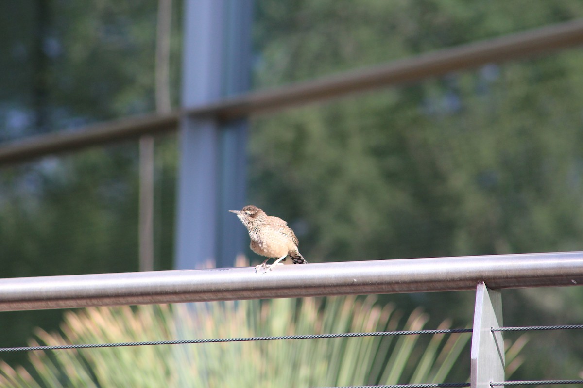 Cactus Wren - ML238227871
