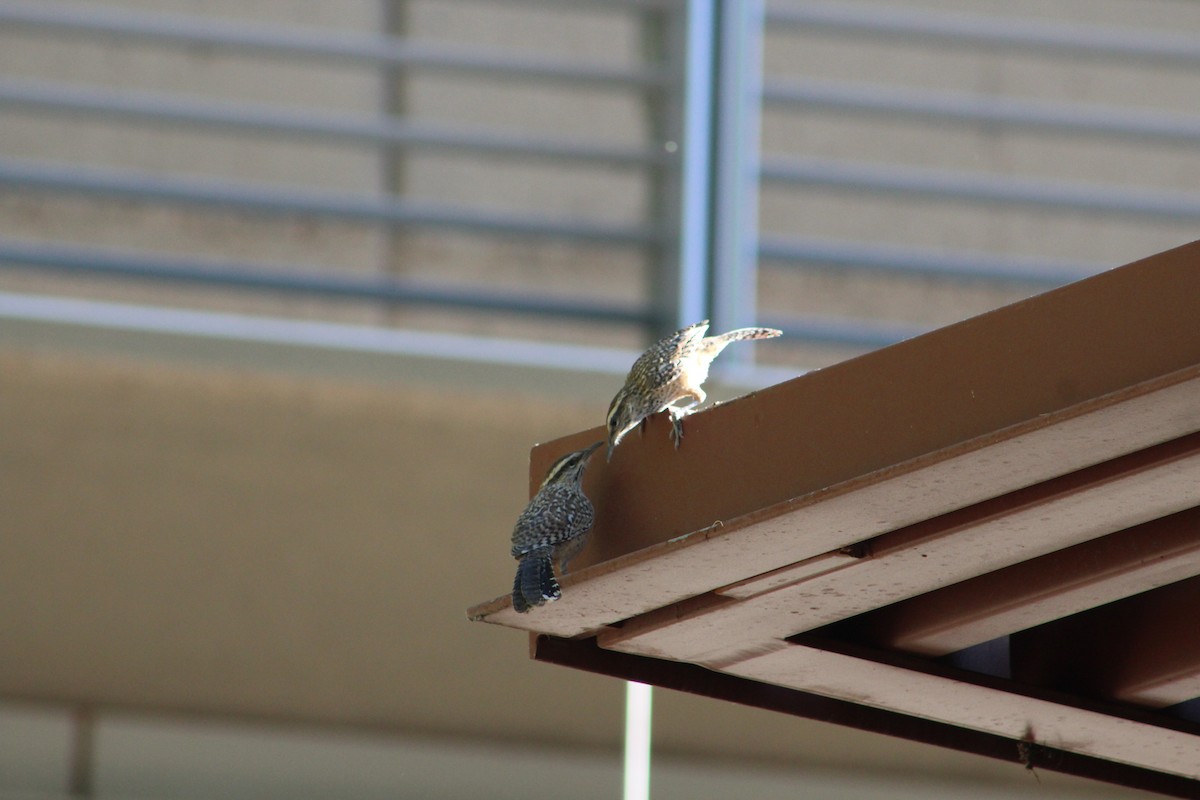 Cactus Wren - ML238227881