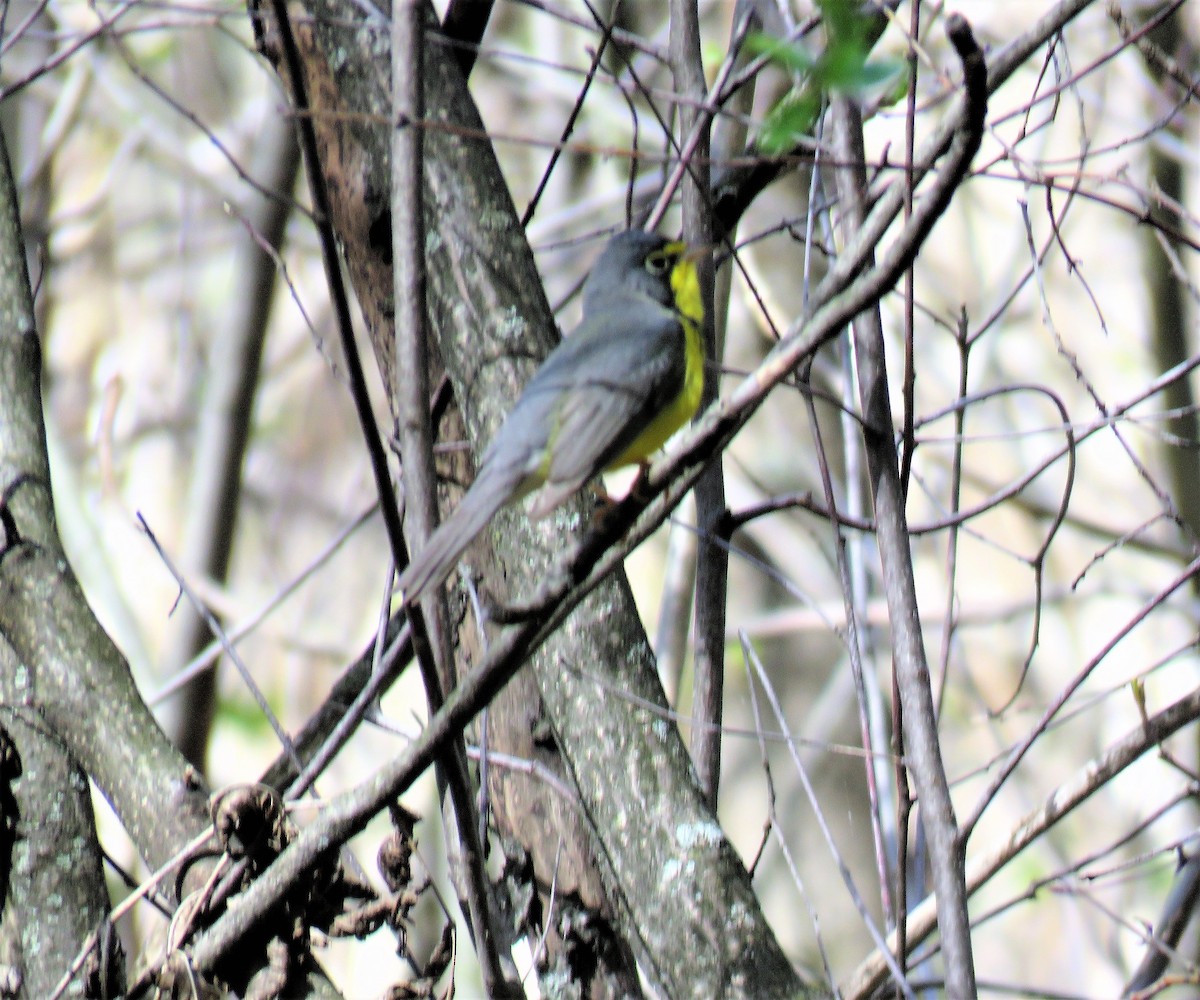 kanadaparula - ML238228171