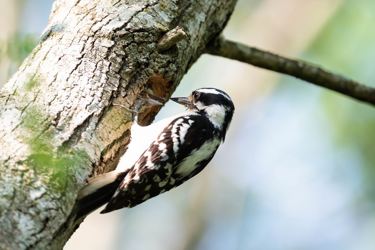 Downy Woodpecker - Suzie McCann