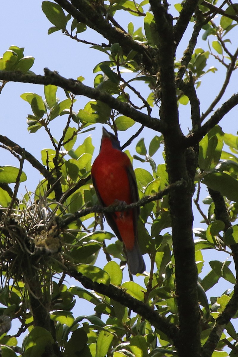 Painted Bunting - ML238229091