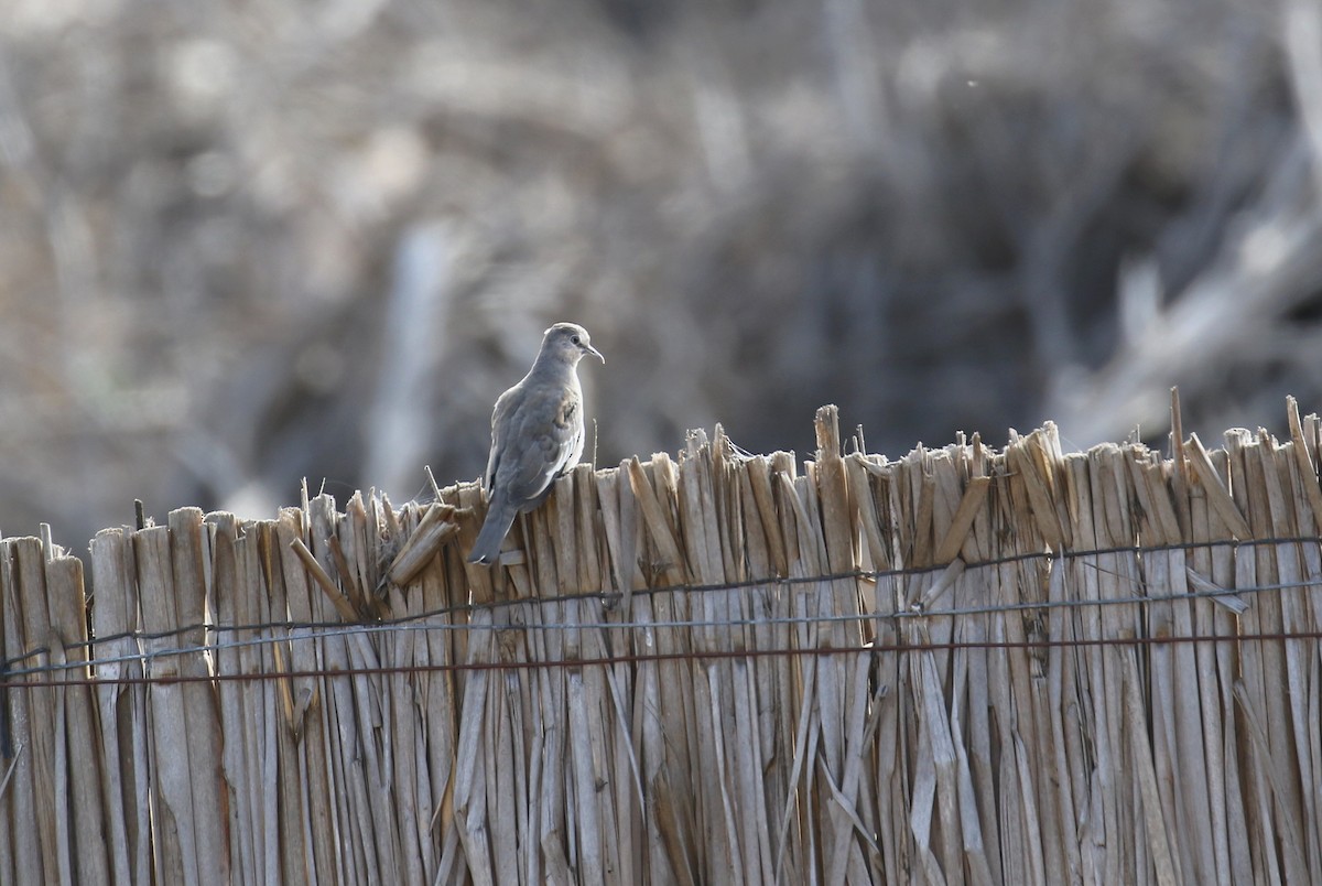 Picui Ground Dove - ML238229331