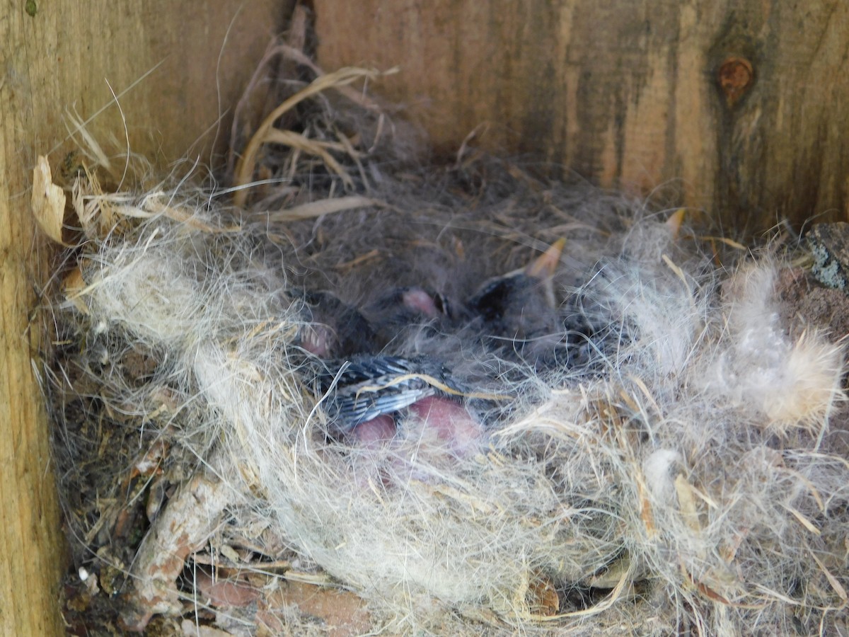 White-breasted Nuthatch - Don Nussbaum