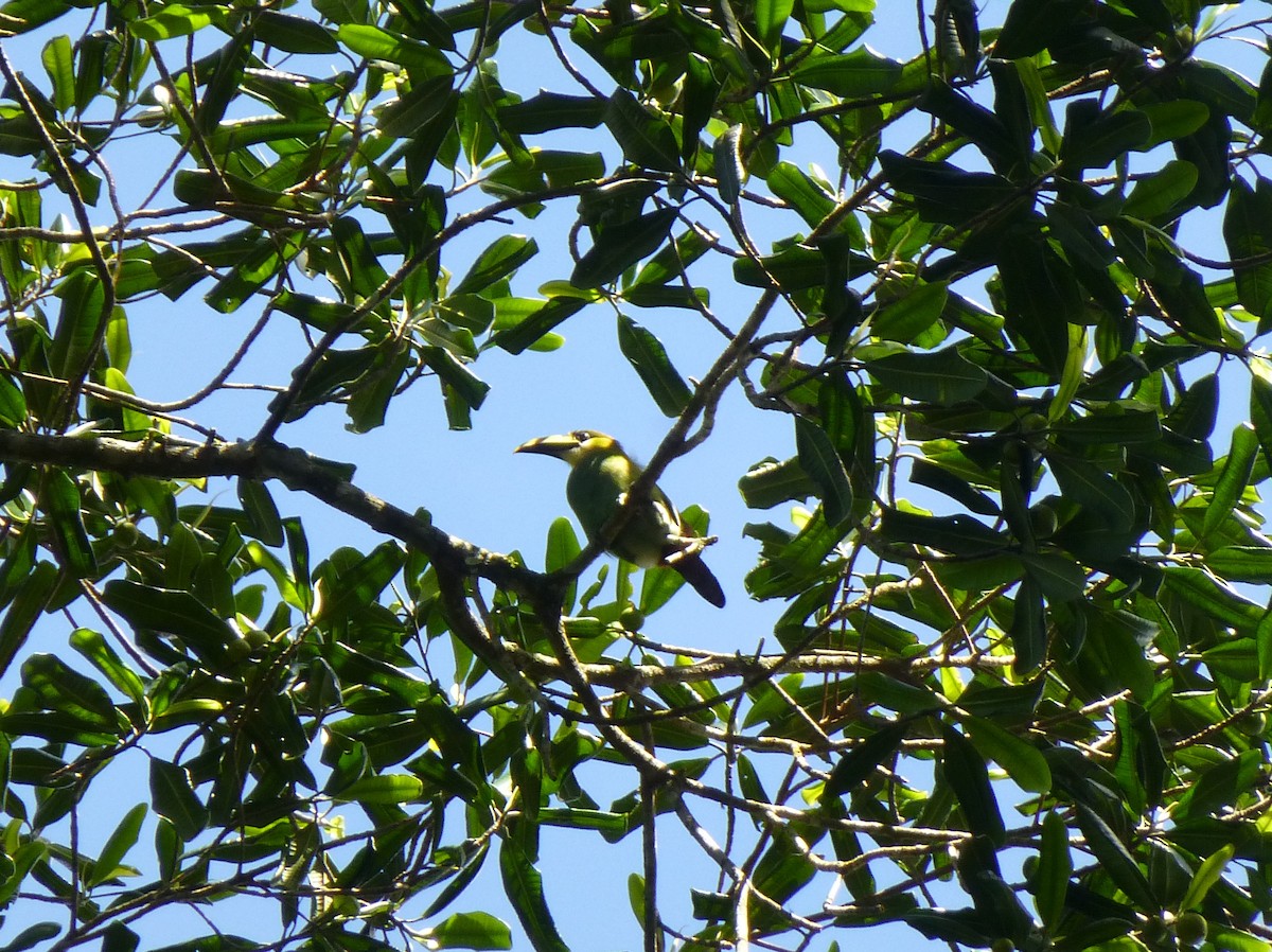 Northern Emerald-Toucanet - ML238230161