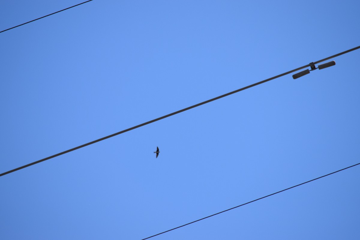 Golondrina Purpúrea - ML238230231