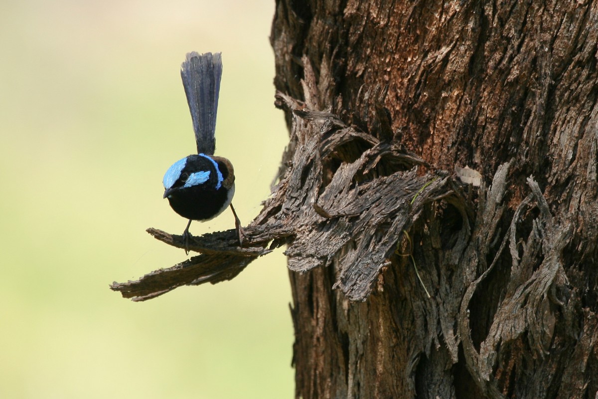 Superb Fairywren - Tom Bedford