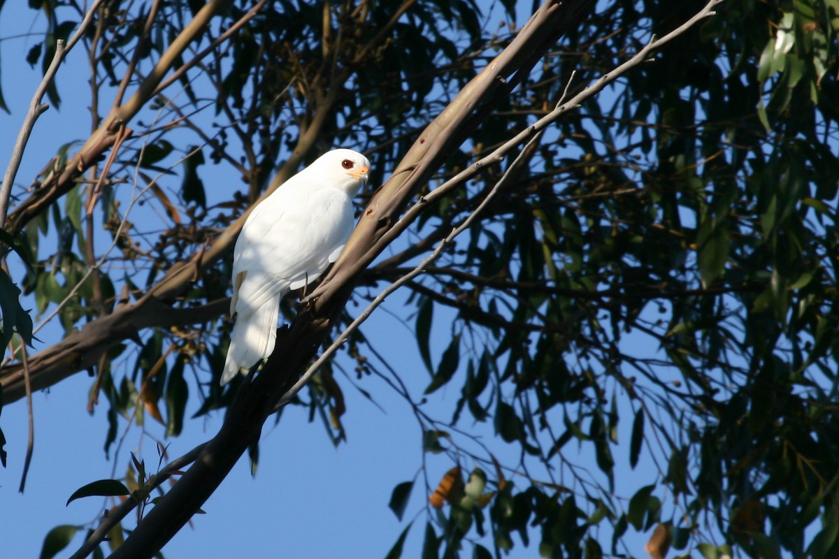 Gray Goshawk - ML238231721