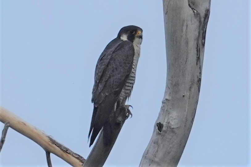 Peregrine Falcon - ML238231891