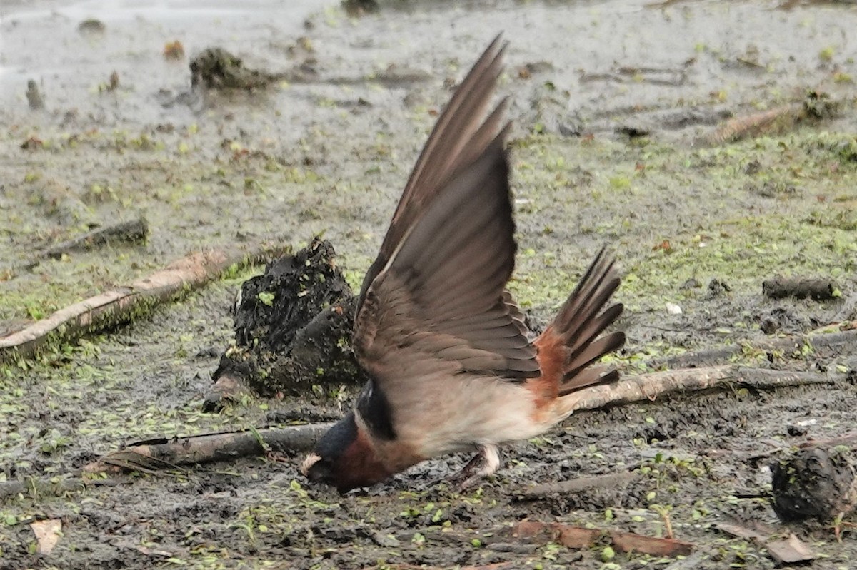 Cliff Swallow - ML238232221