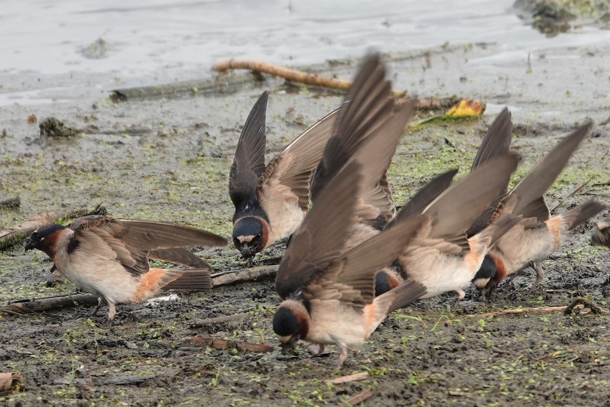 Cliff Swallow - ML238232241