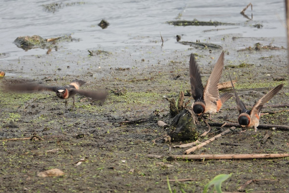 Cliff Swallow - ML238232731