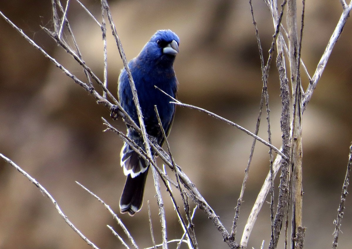 Blue Grosbeak - ML238235131