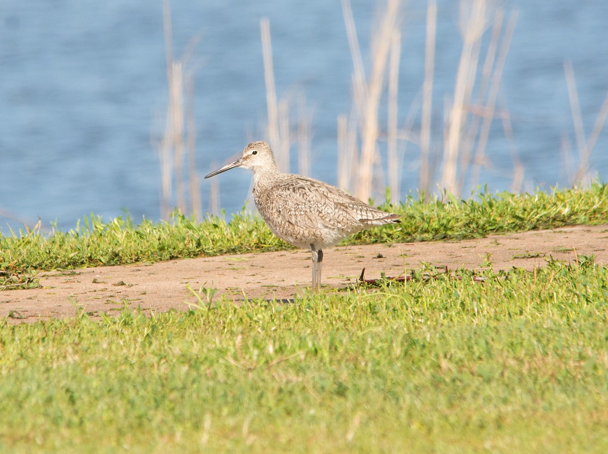 Willet - ML238236081
