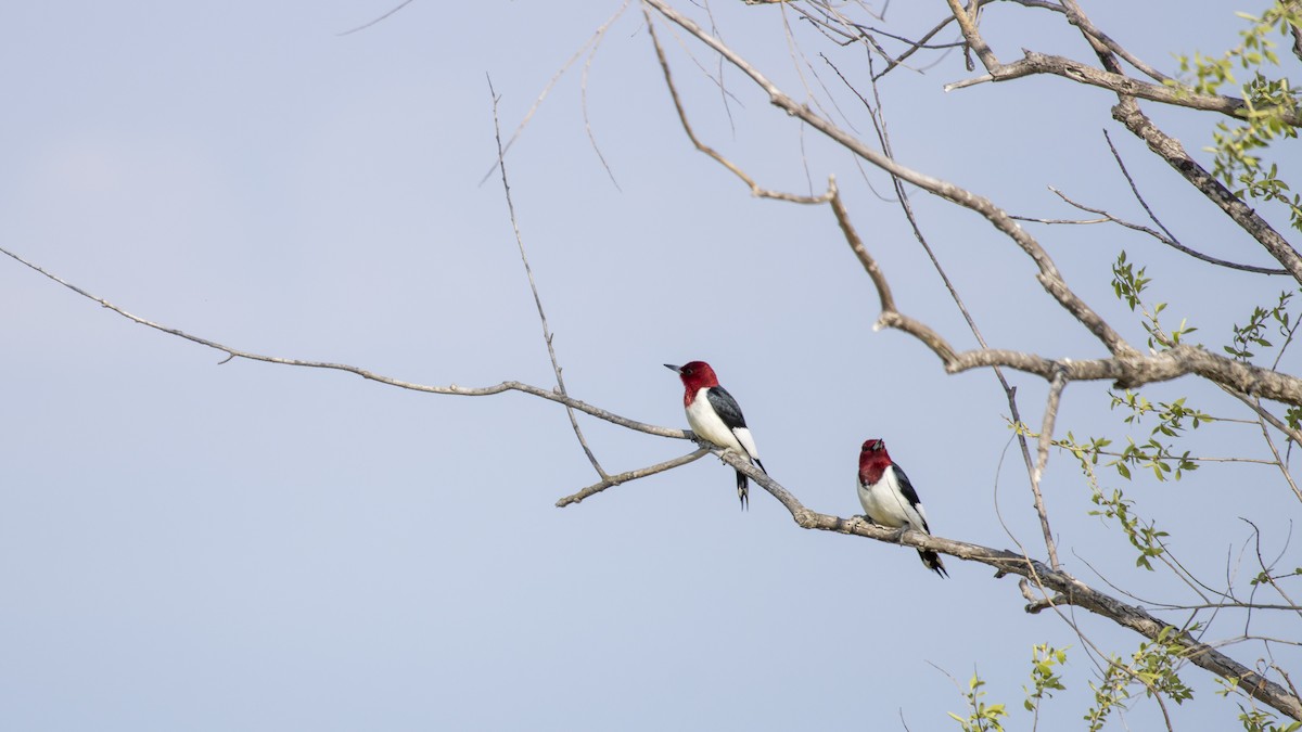 Red-headed Woodpecker - Brent Young