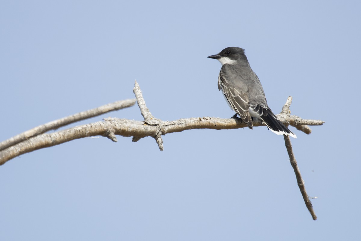 Eastern Kingbird - Brent Young