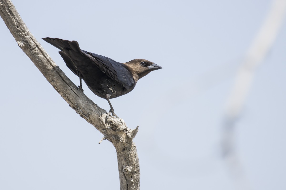 Brown-headed Cowbird - ML238238411