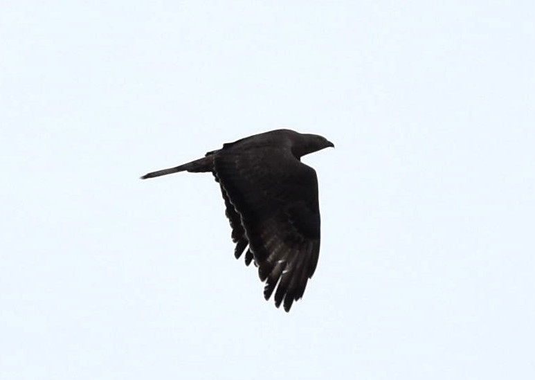 European Honey-buzzard - ML238238761