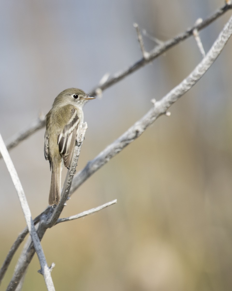 Least Flycatcher - Brent Young