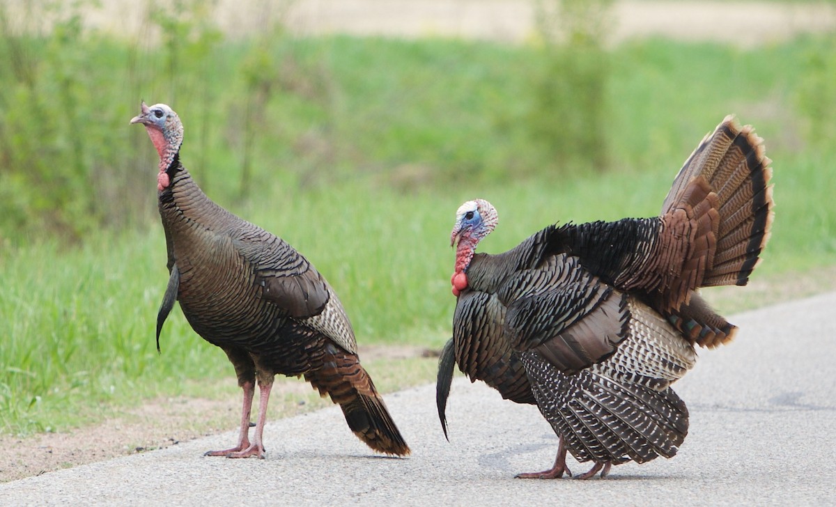 Wild Turkey - Robert Bruss