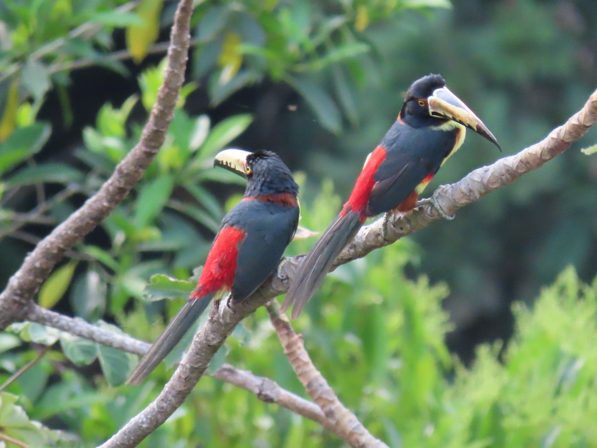 Collared Aracari - ML238240211