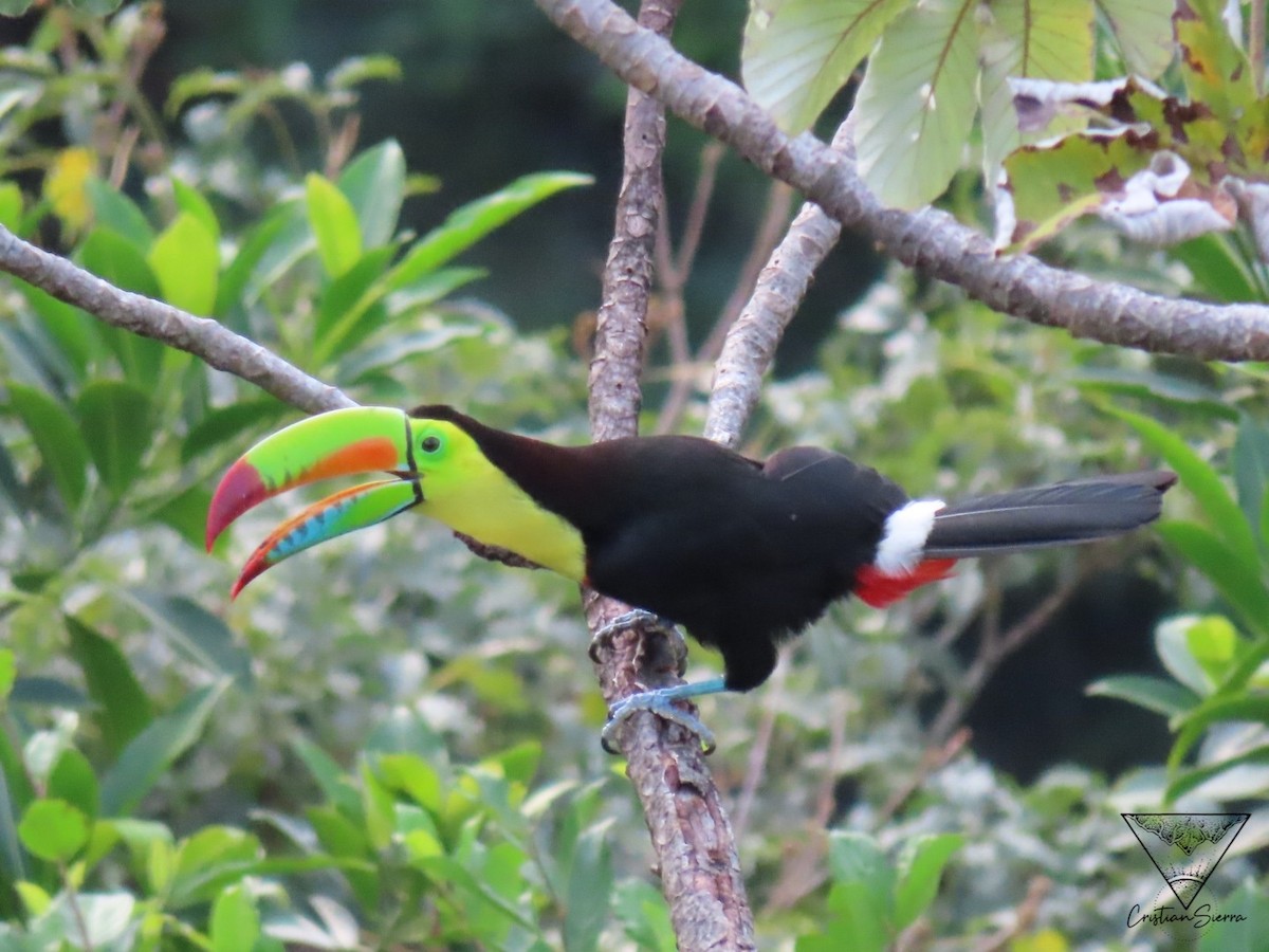 Keel-billed Toucan - Cristian de Jesus Sierra Villalba