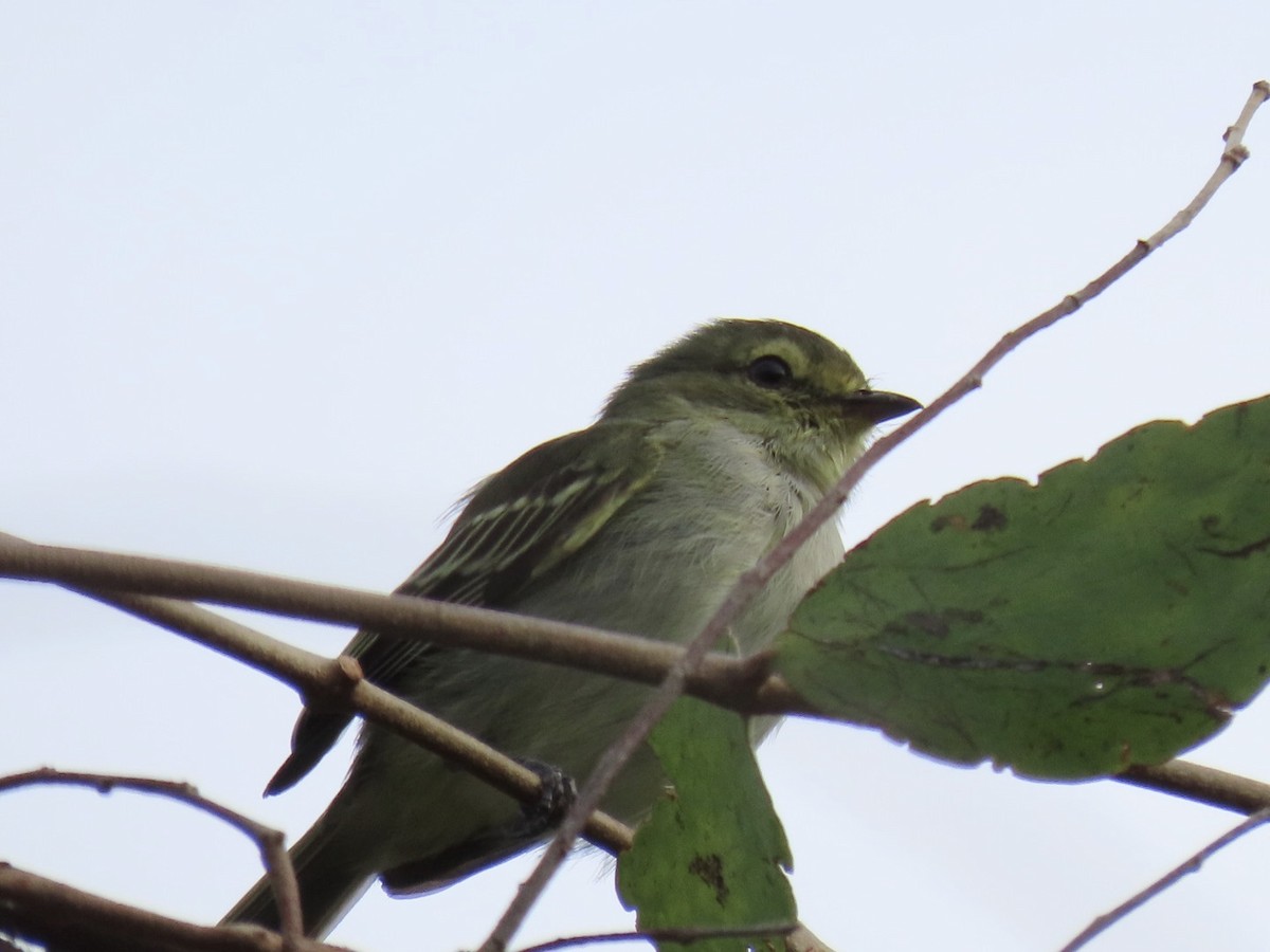 Golden-faced Tyrannulet (Coopmans's) - ML238241131