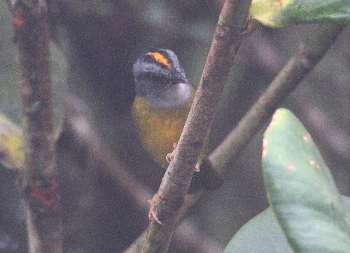 Russet-crowned Warbler - Lorenzo Calcaño