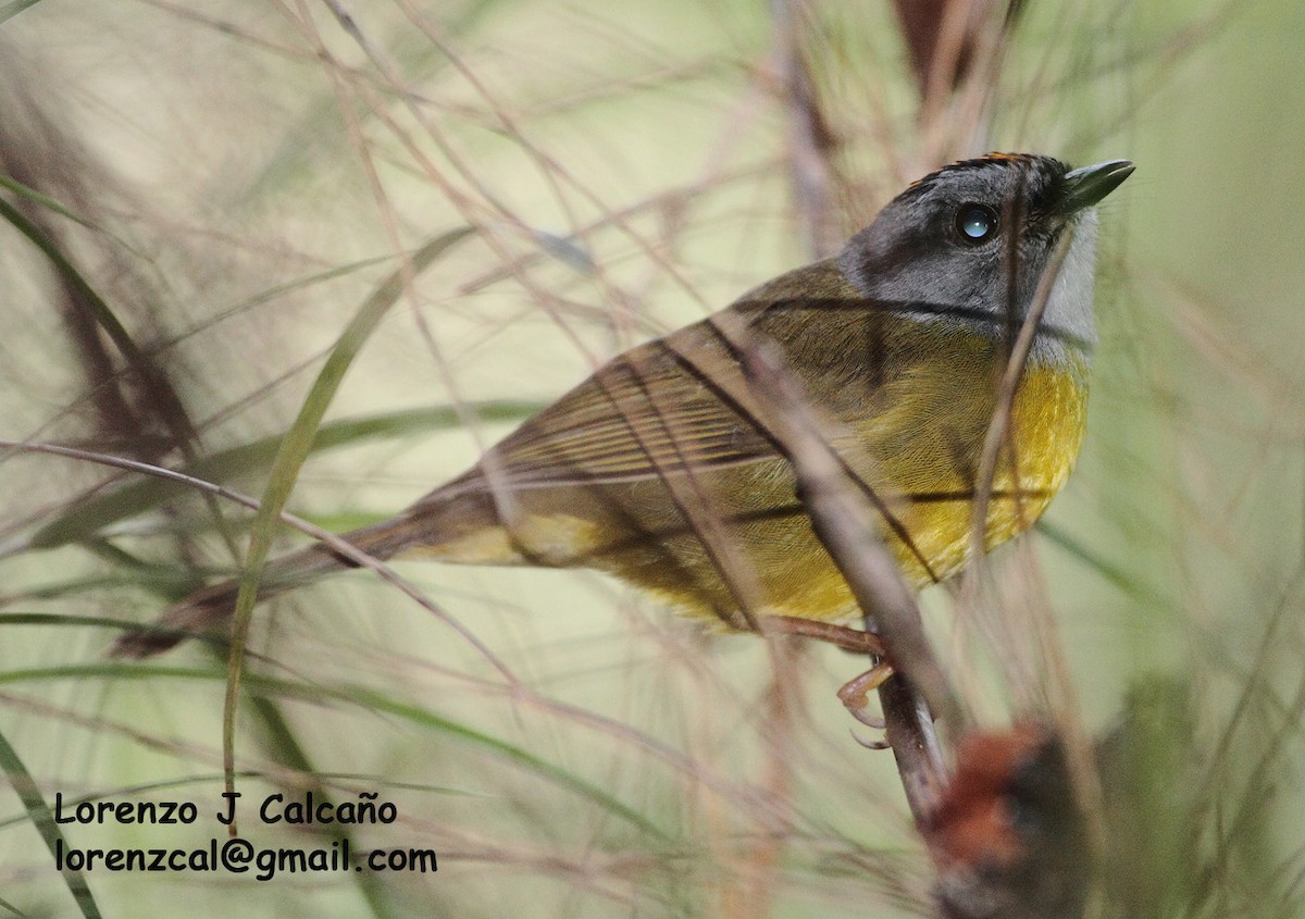 Russet-crowned Warbler - ML238241561