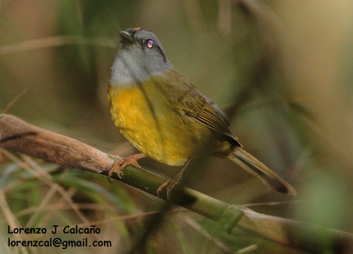 Russet-crowned Warbler - ML238241631