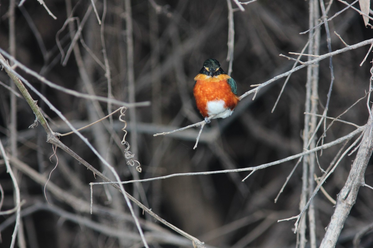 American Pygmy Kingfisher - ML238242051